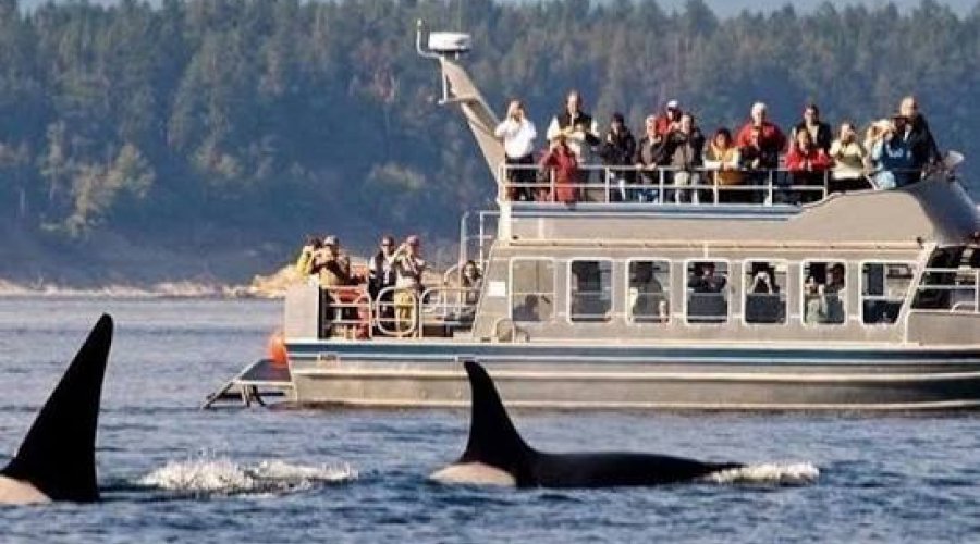 Whale Watching in Mirissa