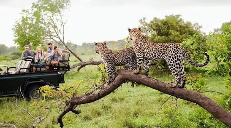 Yala National Park