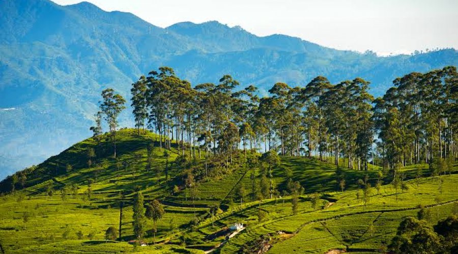Ultimate Sri Lanka Hill Country Escape