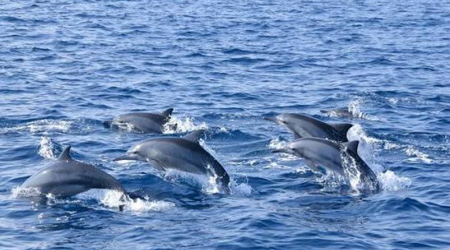 Galle, Beaches & Whale Watching